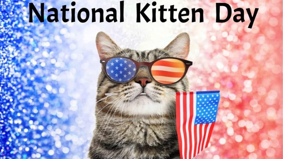 National Kitten Day July 10: A Day to Spread Kitten Joy