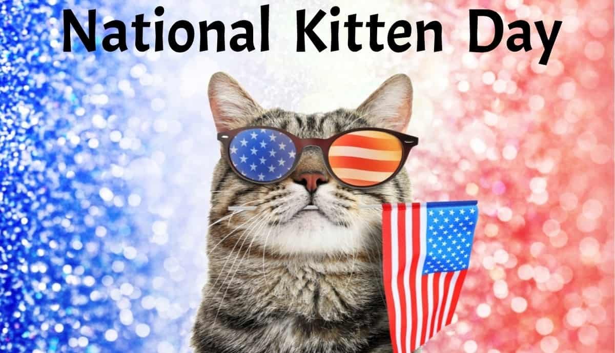 National Kitten Day July 10